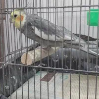 عروس هلندی سیامون نر سخنگو