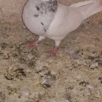 کبوتر|پرنده|بهبهان, |دیوار