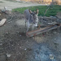 خر جوان خوب هم گاوی گوسفندی هست