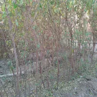 بادام دیم دوساله|خدمات باغبانی و درختکاری|پاکدشت, پاکدشت (مامازند)|دیوار