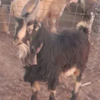 فروشی|حیوانات مزرعه|سمیرم, |دیوار