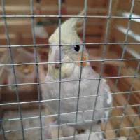 عروس هلندی آواز خوان همراه بهترین قفس