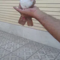 یک جفت زرد رسمی