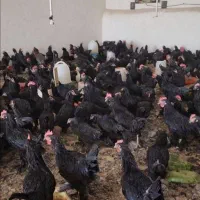 خروس سیاه خونی مرغ سیا واسه چشم ذخم دفع بلاسنگینی|حیوانات مزرعه|مشهد, حرم مطهر رضوی|دیوار