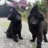 یک جفت ژرمن نر ماده خریدار واقعی تخفیف داره.|سگ|رودسر, |دیوار