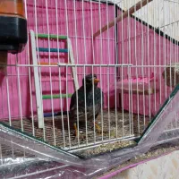 مینا|پرنده|مشهد, شهید قربانی|دیوار