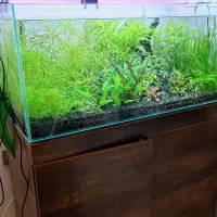 اکواریوم ریملس سوپر کلیر پلنت