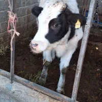 گاو|حیوانات مزرعه|رادکان, |دیوار