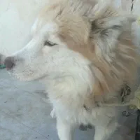 سگ هاسکی نرچشم یخی،پخش1953|سگ|خاش, |دیوار