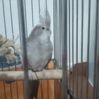 فروش ۲ عدد نر و ماده عروس هلندی باقفس بزرگ|پرنده|تهران, کوی نصر مهرآباد|دیوار