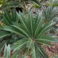 فروش سیکاس در اندازه های مختلف