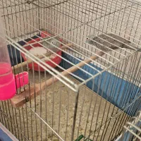 تعدادی پرنده|پرنده|شیراز, شهرک سراج|دیوار