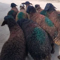 فروش 9 راس بره نر