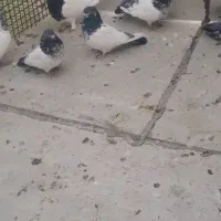 کبوتر کله دم سبز طوقی