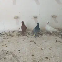 سینه سرخ  سفید  سبز.کله دم. ساده سبز|پرنده|شیروان (خراسان), |دیوار