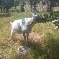 گیسکه نر سانن