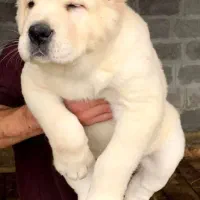 فروش سگ فروش توله سگ ضمانت کتبی|سگ|فردیس, قریشی|دیوار