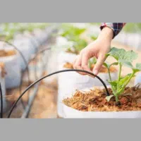 آبیاری قطره ای