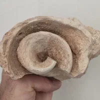 فروش فسیل