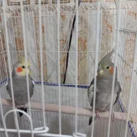 عروس هلندی|پرنده|خزل, |دیوار