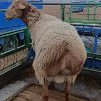 بره قوچ چینی