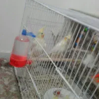 یک جفت عروس مولد با جوجه فوری|پرنده|دامغان, |دیوار