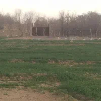 باغ و باغچه با درخت 15 ساله