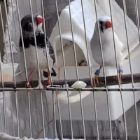 یک جفت فنچ جوان وزیبا قیمت مقطوع  ۷۰۰