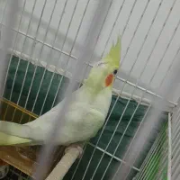 جوجه عروس لوتینو چش شرابی