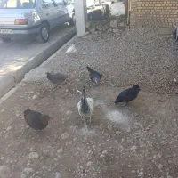 مرغ محلی|حیوانات مزرعه|ایذه, |دیوار