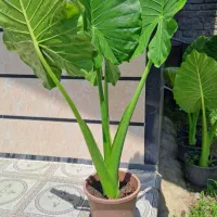 بابا ادم سبز و قرمز