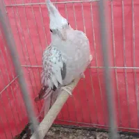 عروس هلندی