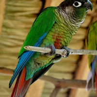 طوطی گمشده|حیوانات|بم, |دیوار