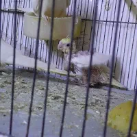 جوجه عروس هلندی