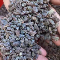 کشمش افتابی