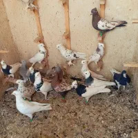 کفتر  رنگی بهبونی  پرشی|پرنده|شیراز, کفترک|دیوار