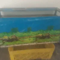 آکواریوم درحدنو|ماهی|گرگان, |دیوار