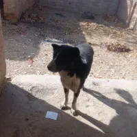 یک عدد سگ نر قدر جونی