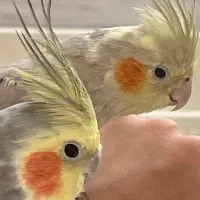 عروس هلندی مولد با قیمت مناسب|پرنده|شیراز, شهرک استقلال|دیوار