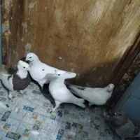 پنج عدد کفتر گرفتنی