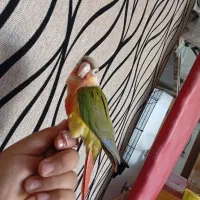 گیرینچیک رد فول دستی|پرنده|قم, شهرک توانیر|دیوار