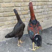 جوجه لاری|حیوانات مزرعه|تهران, شوش (باغ آذری)|دیوار