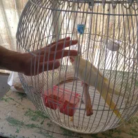 عروس هلندی