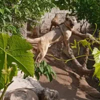 توله غراقی ر ایگان|سگ|تبریز, |دیوار