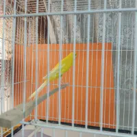 قناری رسمی بلند|پرنده|مشهد, امام خمینی|دیوار