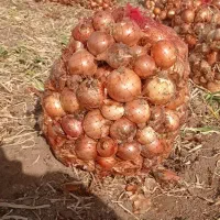 فروش پیاز فلات