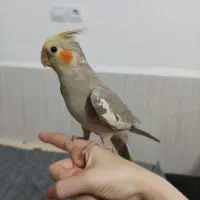 عروس هلندی ۲ ماهه