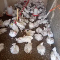 مرغ گوشتی
