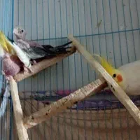 سه تا عروس و دوتا جوجه|پرنده|ری, هاشم‌آباد|دیوار