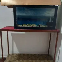 آکواریوم|ماهی|مسجد سلیمان, |دیوار